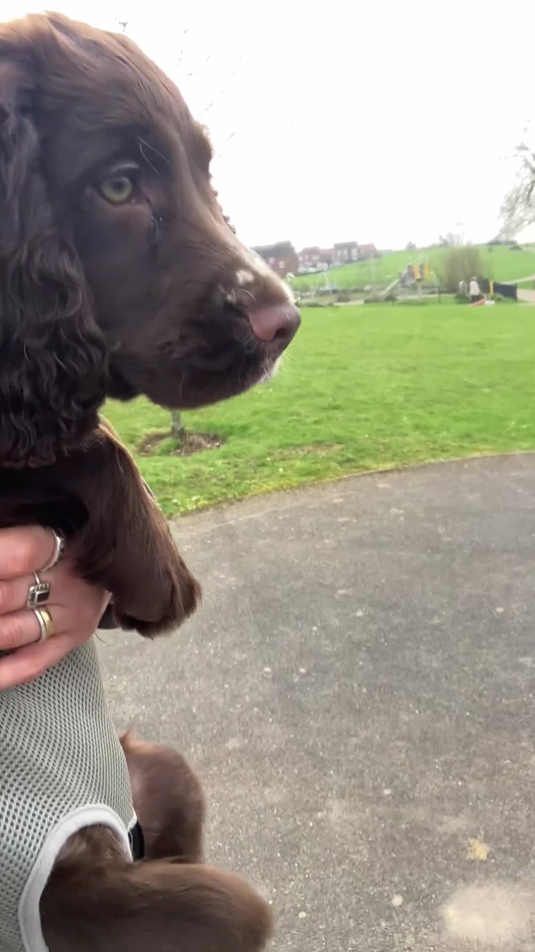 Cocker Spaniel dogs for sale: cocker spaniel puppies  - Video 3