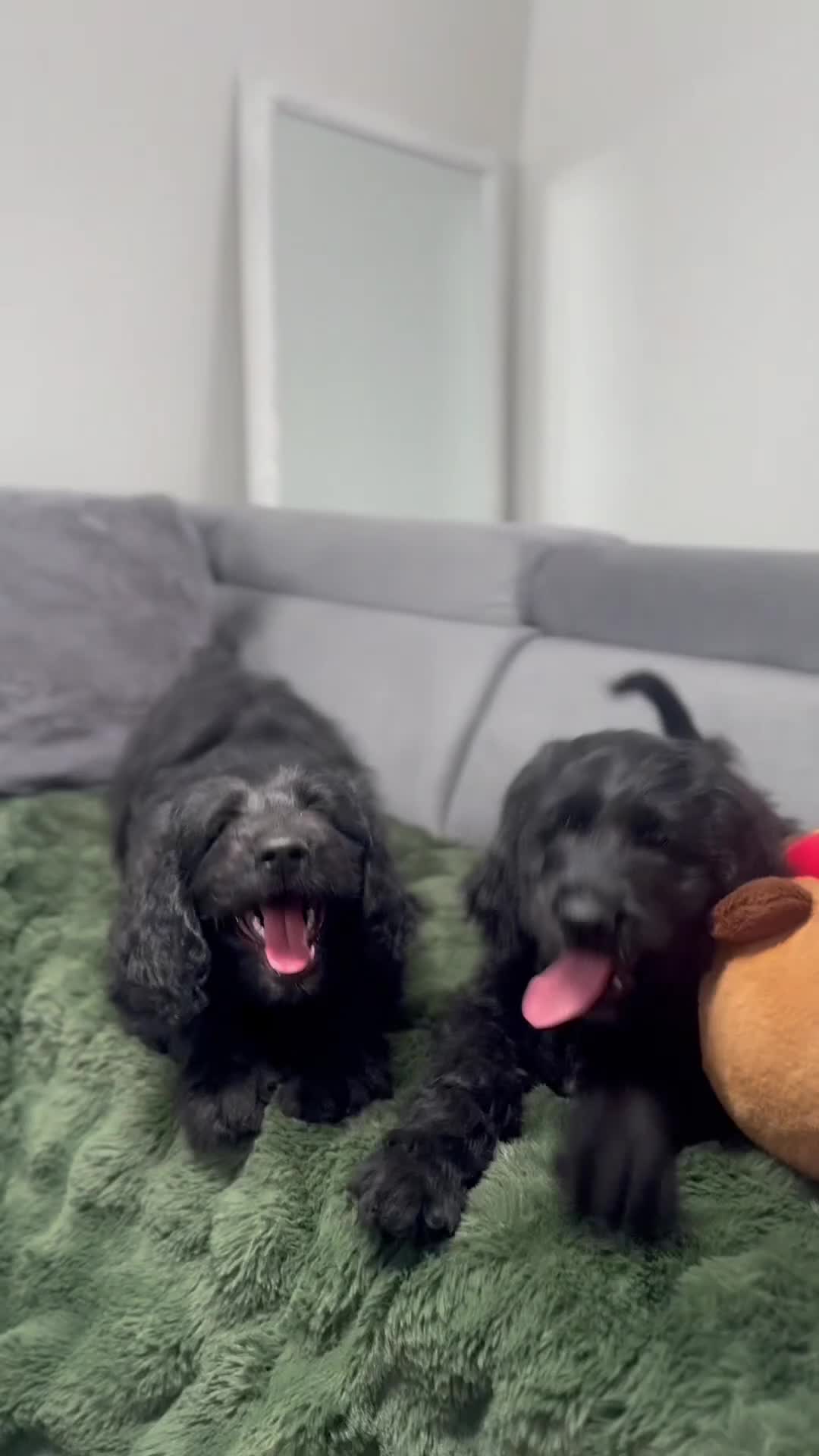 Goldendoodle dogs for sale: Ready to go F1 Standard Goldendoodle Puppies  - Video 1