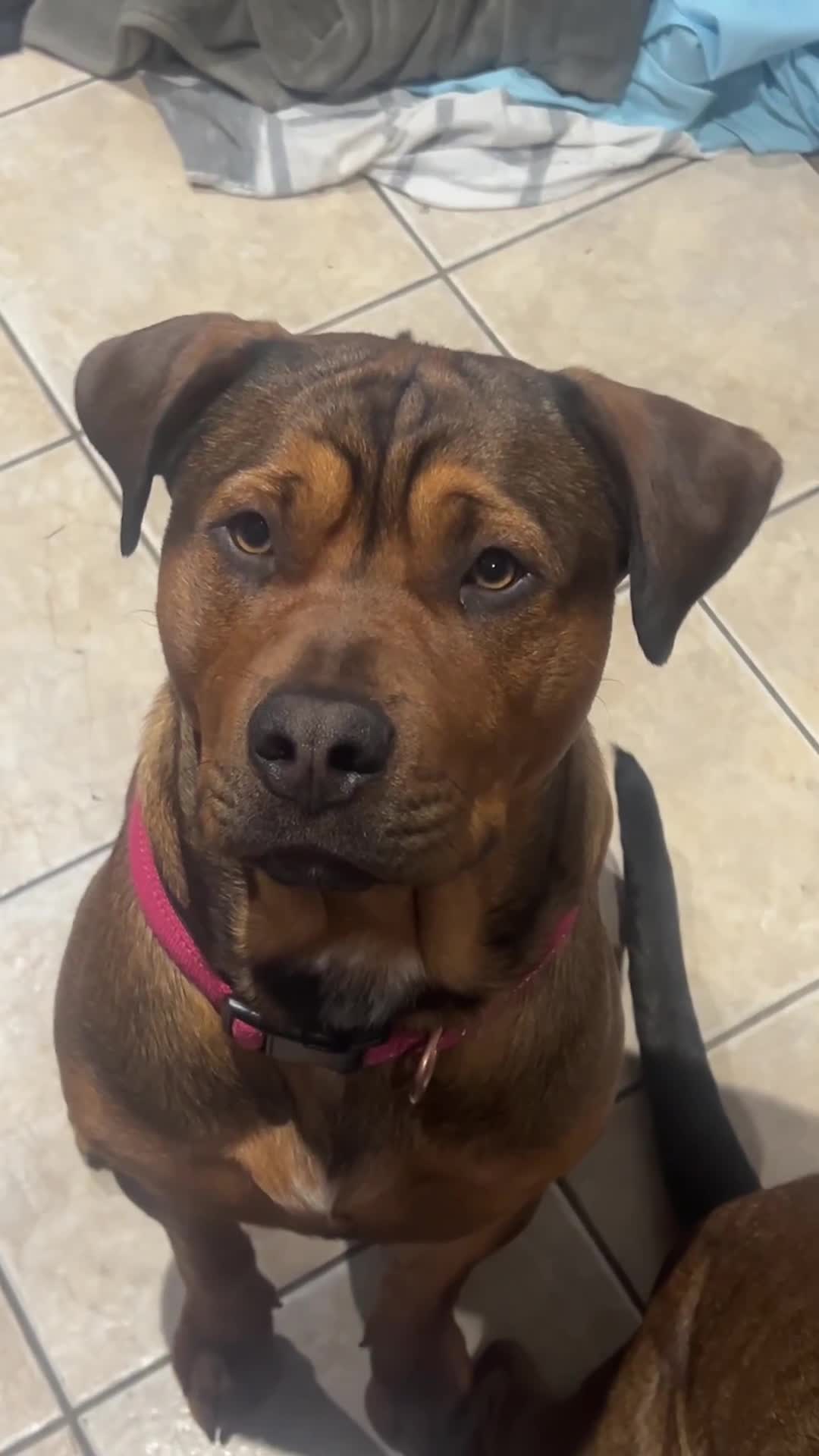 American Bull Staffy dogs for stud: Crash Bandicoot Staffweiler e ATAT d DNA tested ✅✅ - Video 1