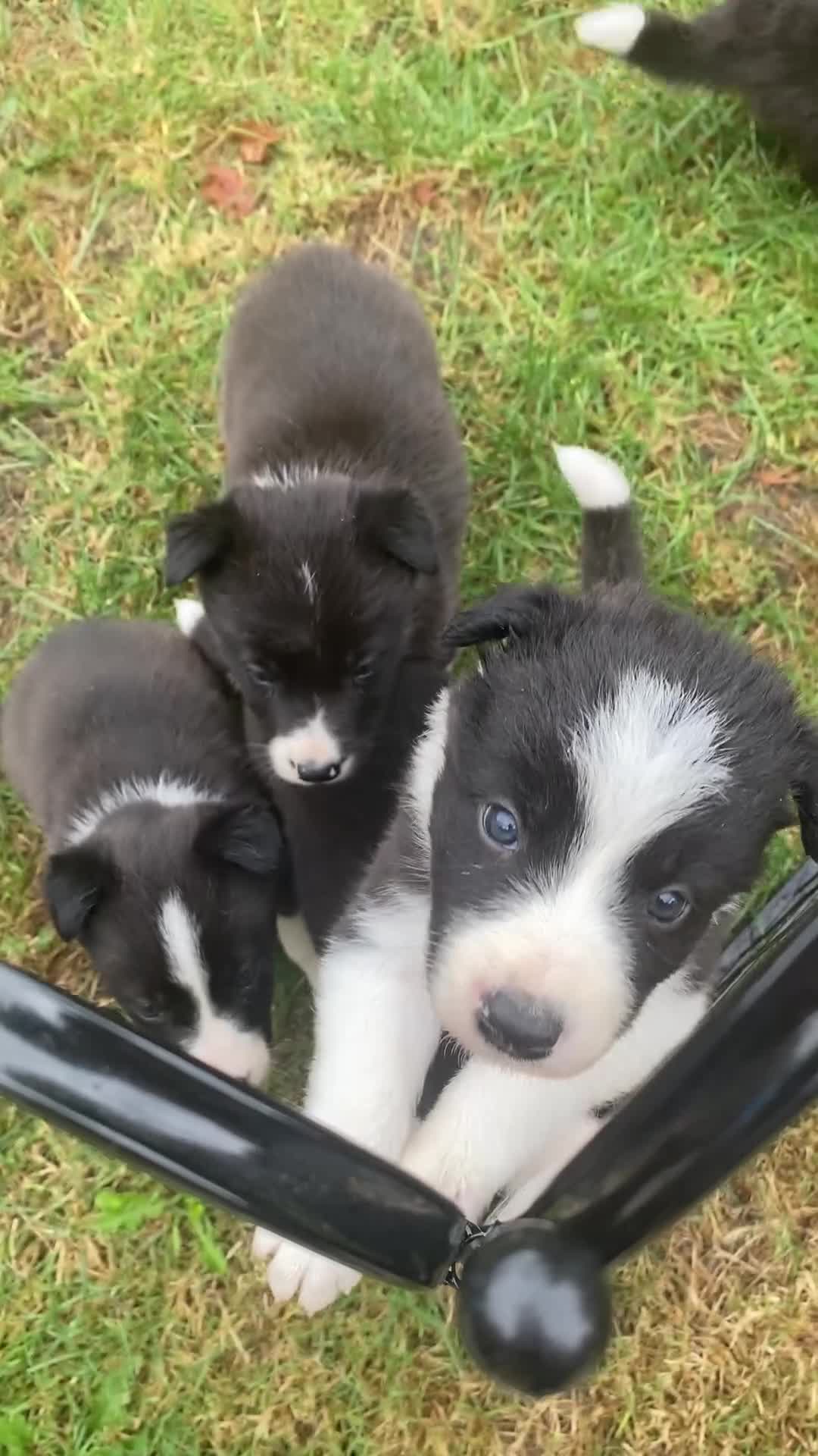 Border Collie dogs for sale: Border collie puppies 2 boys 2 girls  - Video 1