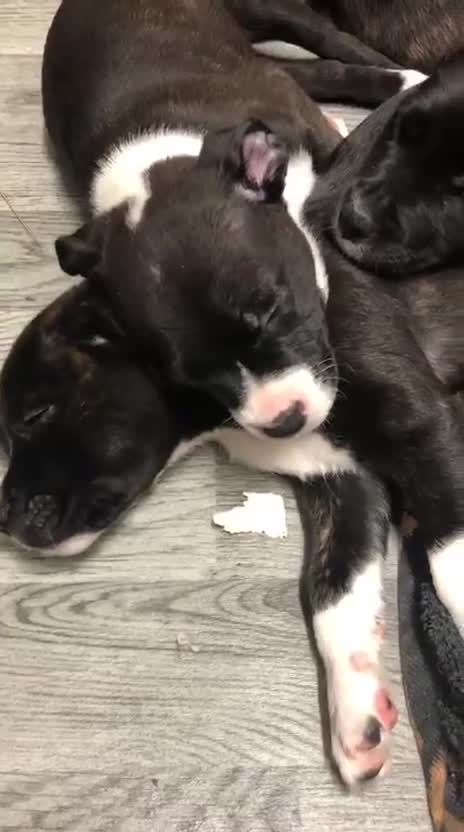 Mixed Breed dogs for sale: 3 Female Staffordshire Bull Terrier  in Manchester - Video 1