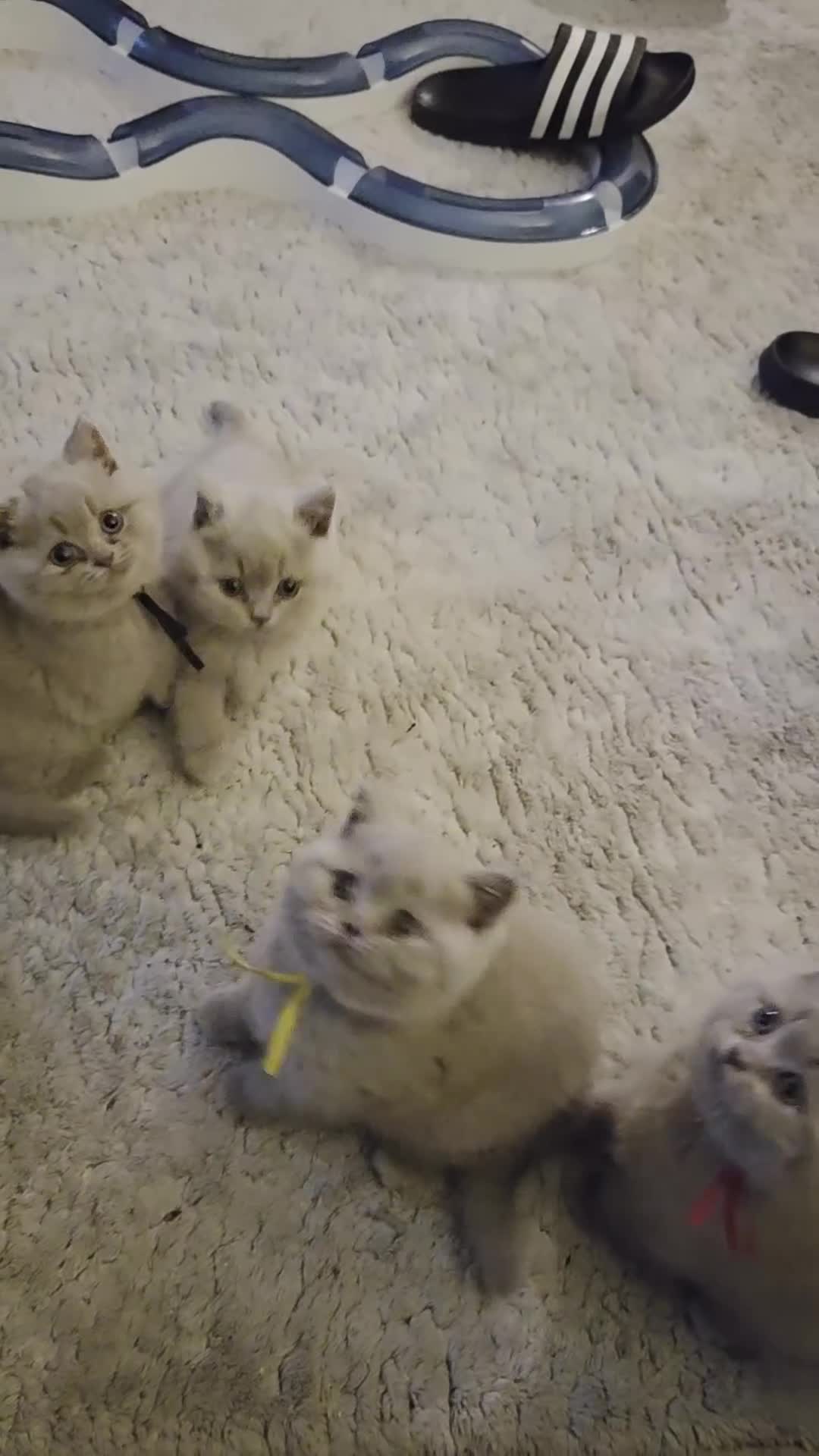 British Shorthair cats for sale: Gccf registered British shorthair kittens Lilac  - Video 1