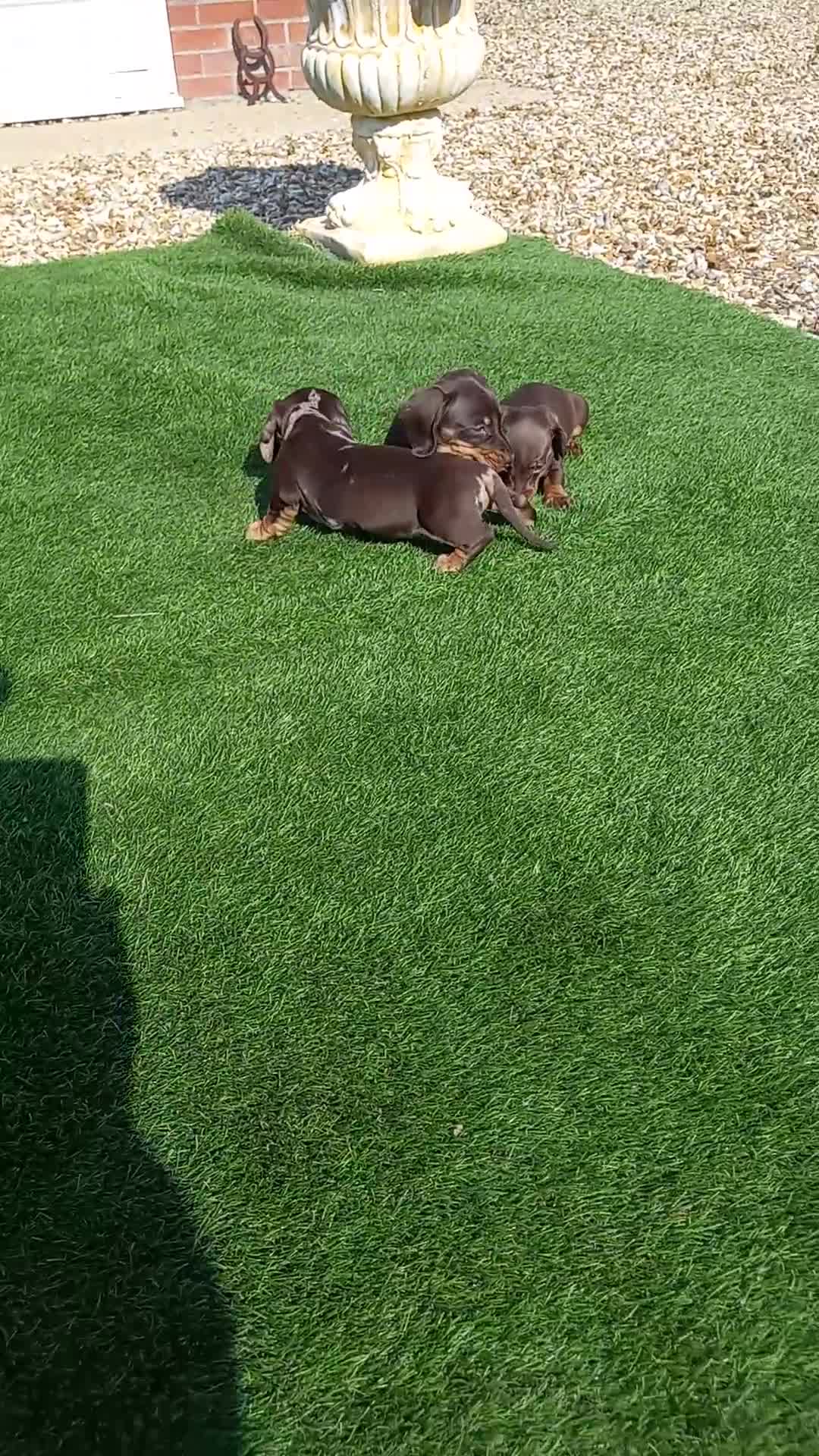 Miniature Dachshund dogs for sale: Kc reg mini dachshund last stunning little girl . - Video 1