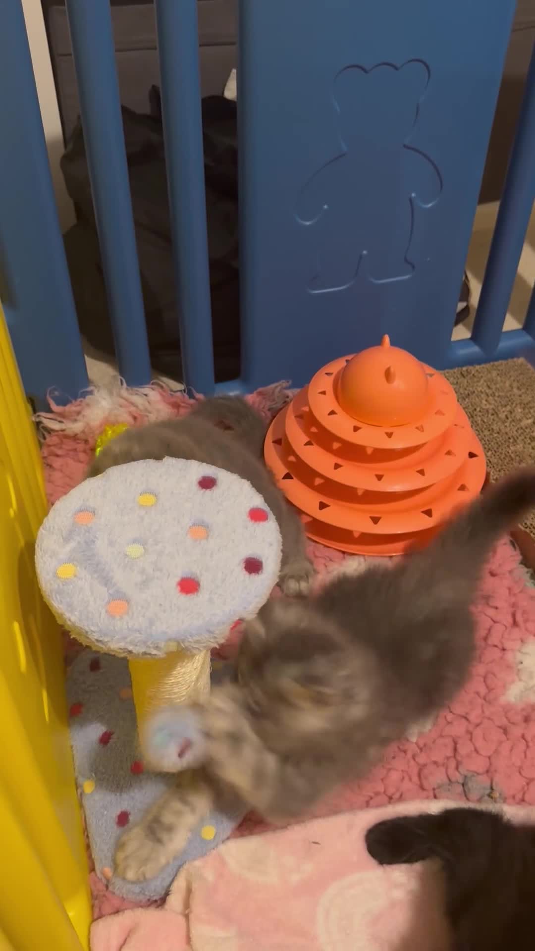 Maine Coon cats for sale: 4 big pure gorgeous Mainecoon boys  - Video 2