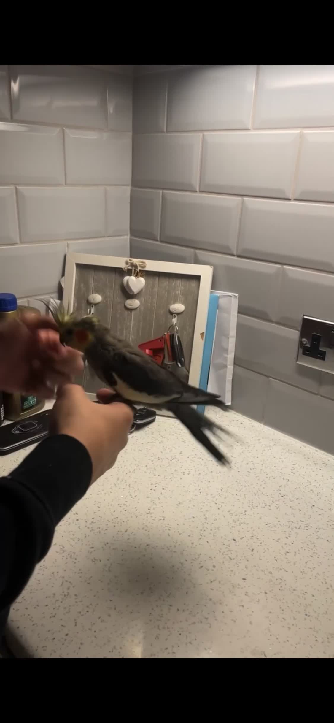 Cockatiels birds for sale: Tame Baby Cockatiel – 12 Weeks Old - Video 1