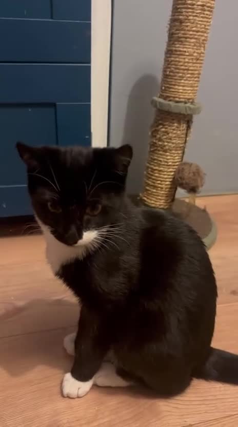 Bombay cats for sale: 2 beautiful boys 🫶🏼 - Video 1