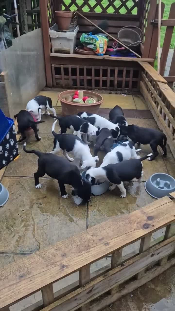 Mixed Breed dogs for sale: Colli/lurcher puppies  in Exeter - Video 4