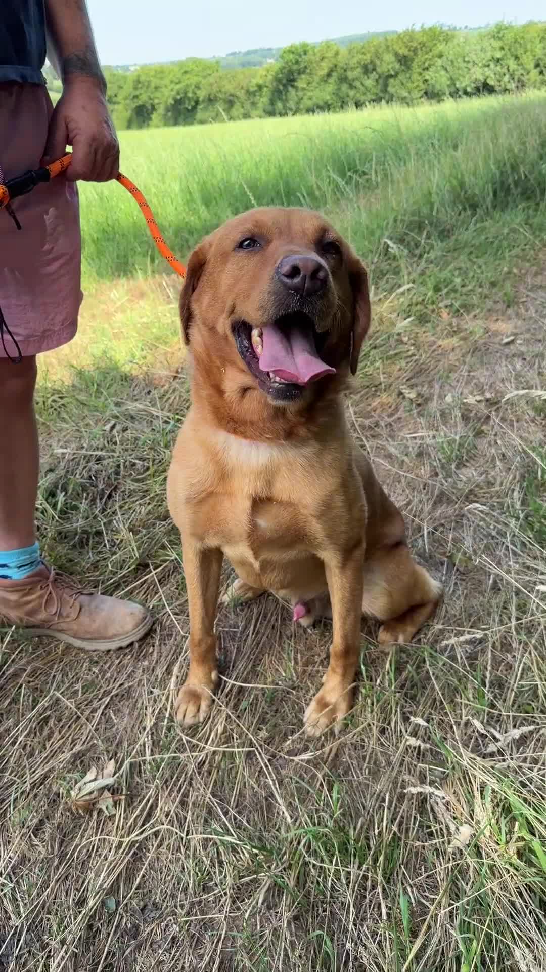 Labrador Retriever dogs for sale: Adult - KC Reg Fox Red Labrador Retriever Dog - Video 2