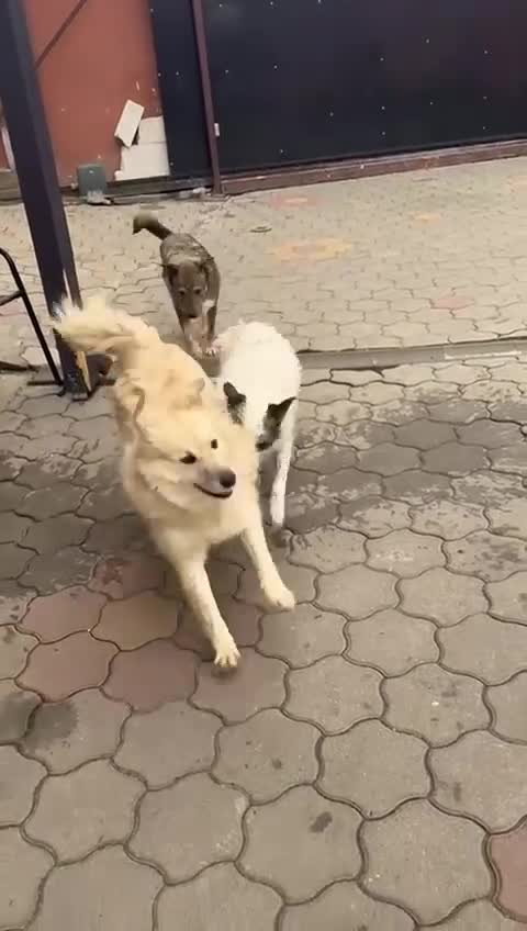 Mixed Breed dogs for adoption: 🐾MIRA🐾, a beautiful young girl for a Loving Home - Video 2