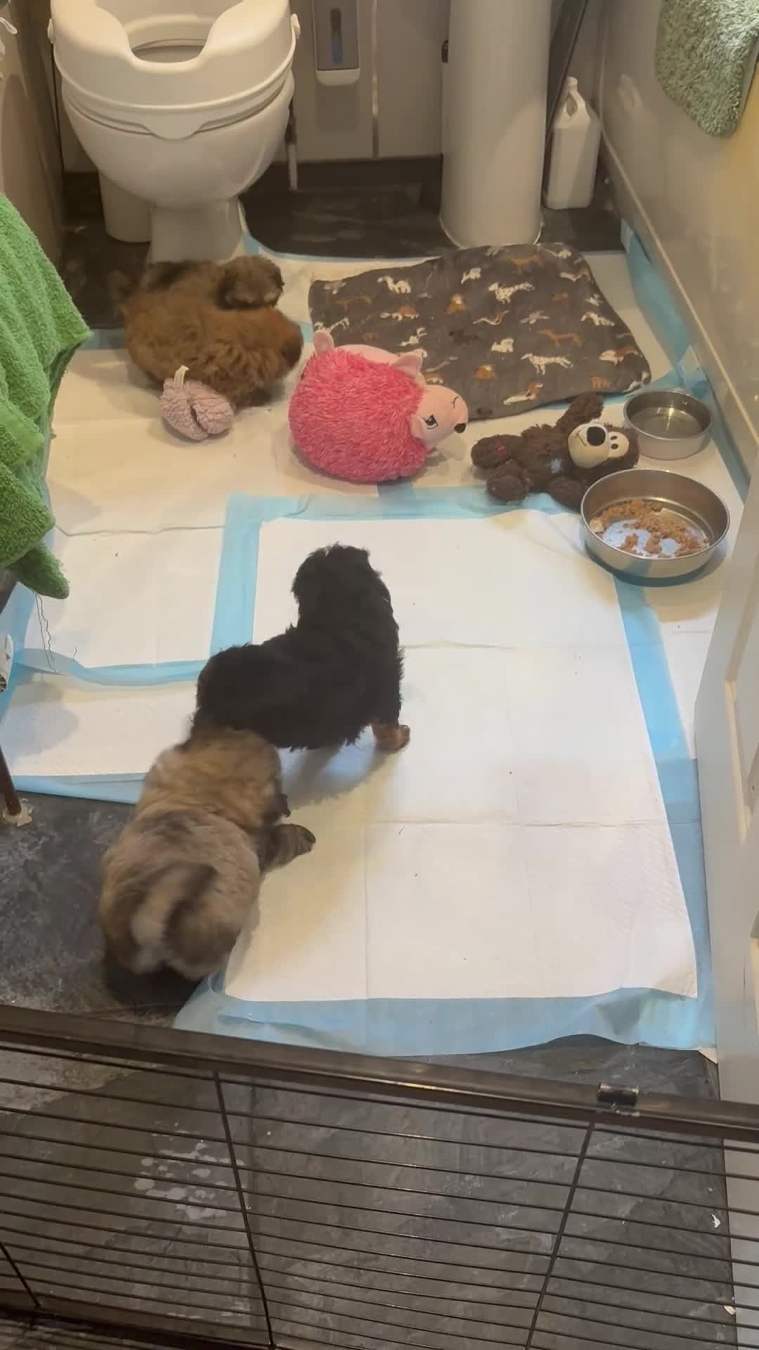 Mixed Breed dogs for sale: Pomapoo fluffy boy  - Video 2