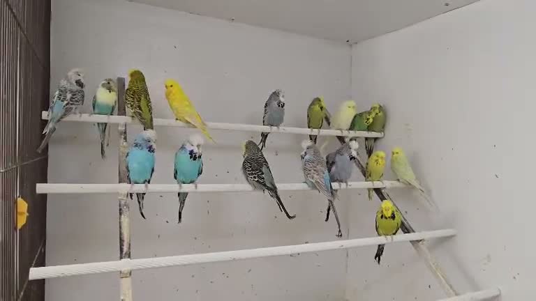Budgerigars birds for sale: 2026 bred budgies for sale - Video 2
