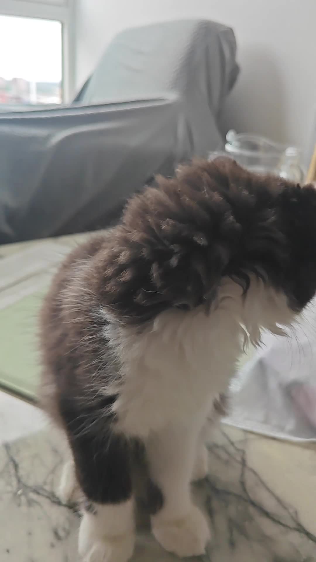 Mixed Breed cats for sale: Adorable ragdoll cross boy is looking for new home in Birmingham - Video 1