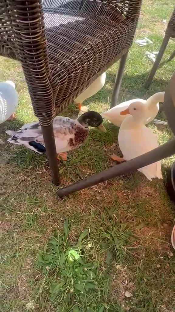 Ducks poultry for sale: Call ducklings  in Kidderminster - Video 1