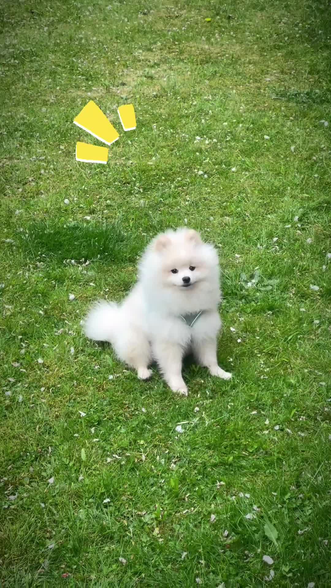 Pomeranian dogs for stud: “Rare Russian Pomeranian Pup – White Male – £2,500 - Video 2