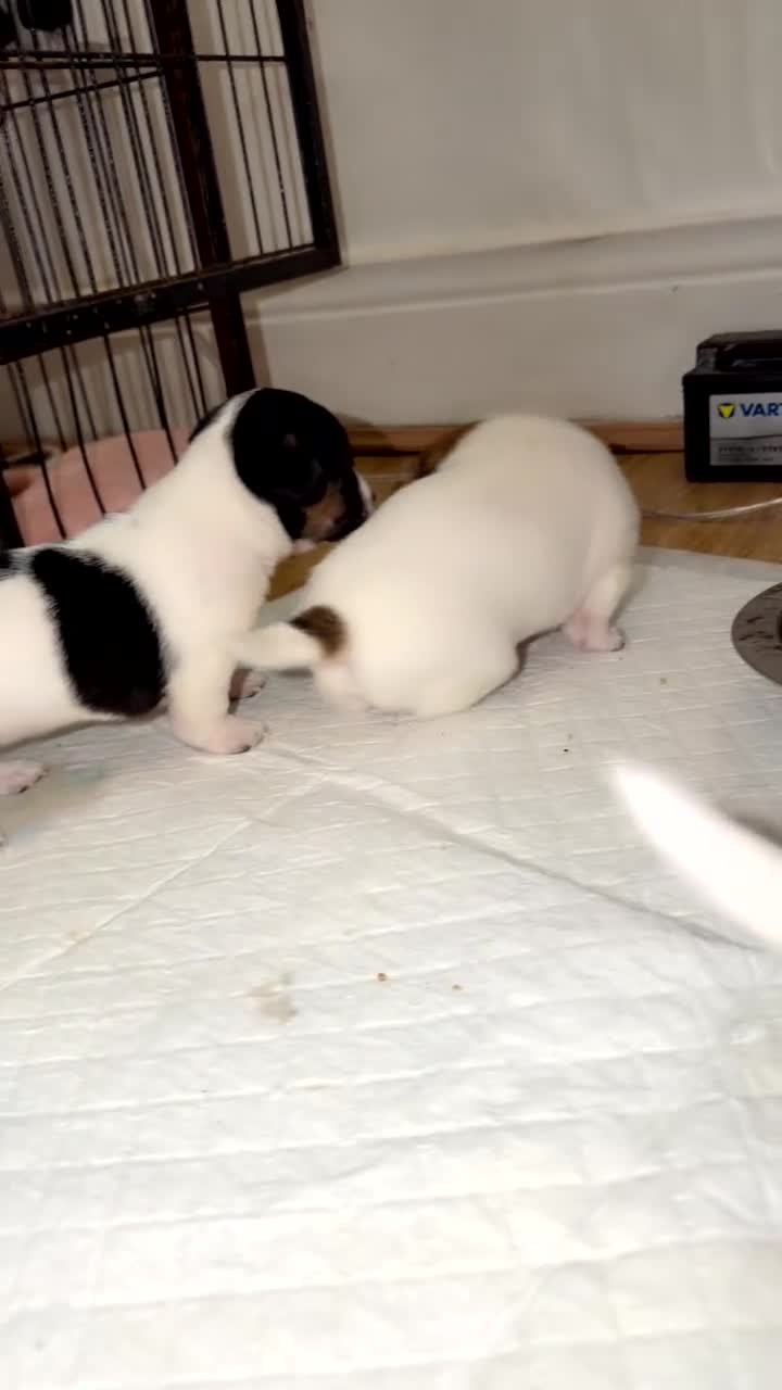 Jack Russell dogs for sale: Jackrussells terriers for sale  - Video 2