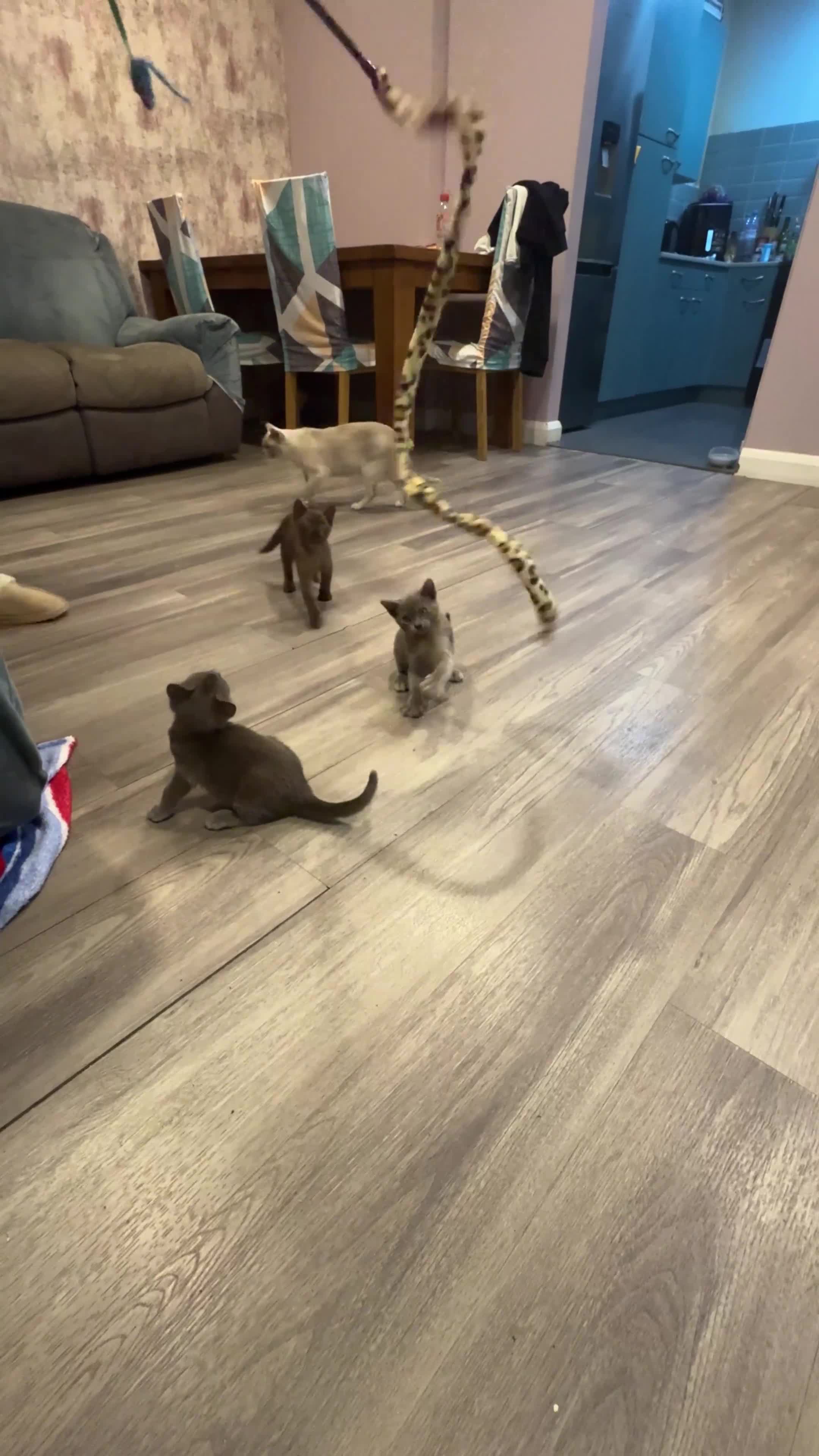 Burmese cats for sale: Burmese kittens  - Video 1