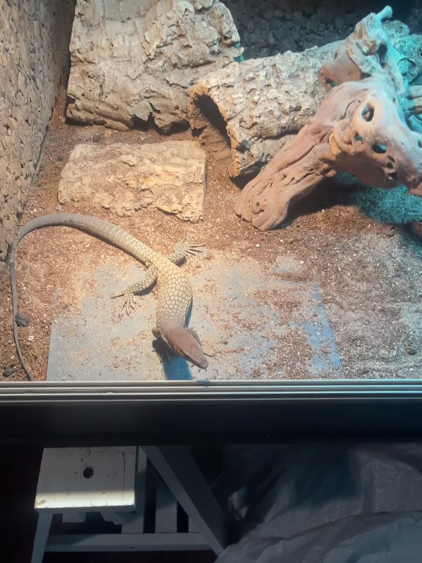 Monitor reptiles for sale: Black-Headed Monitors & Pigmy Mulga Monitors - Video 1