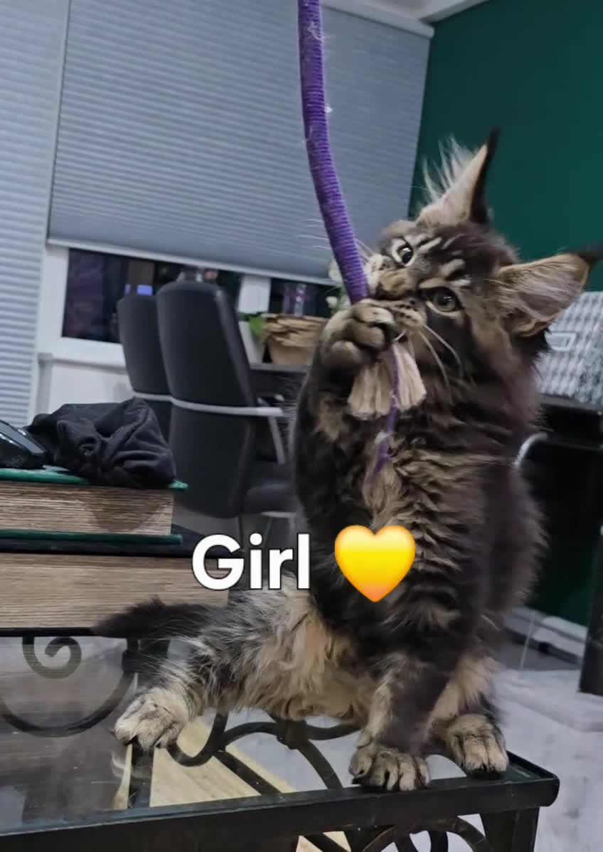 Maine Coon cats for sale: Pedigree TICA Maine Coon kittens READY  - Video 2