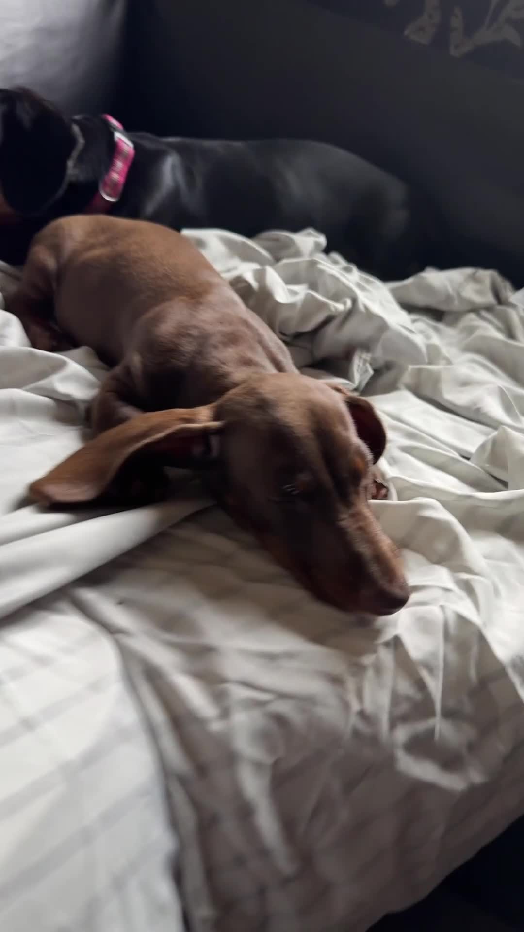 Dachshund dogs for sale: 2 dachshund needing a forever home   - Video 1