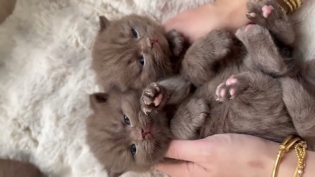 British Shorthair cats for sale: Cinnamon BSH Kittens – 3 Boys  - Video 1
