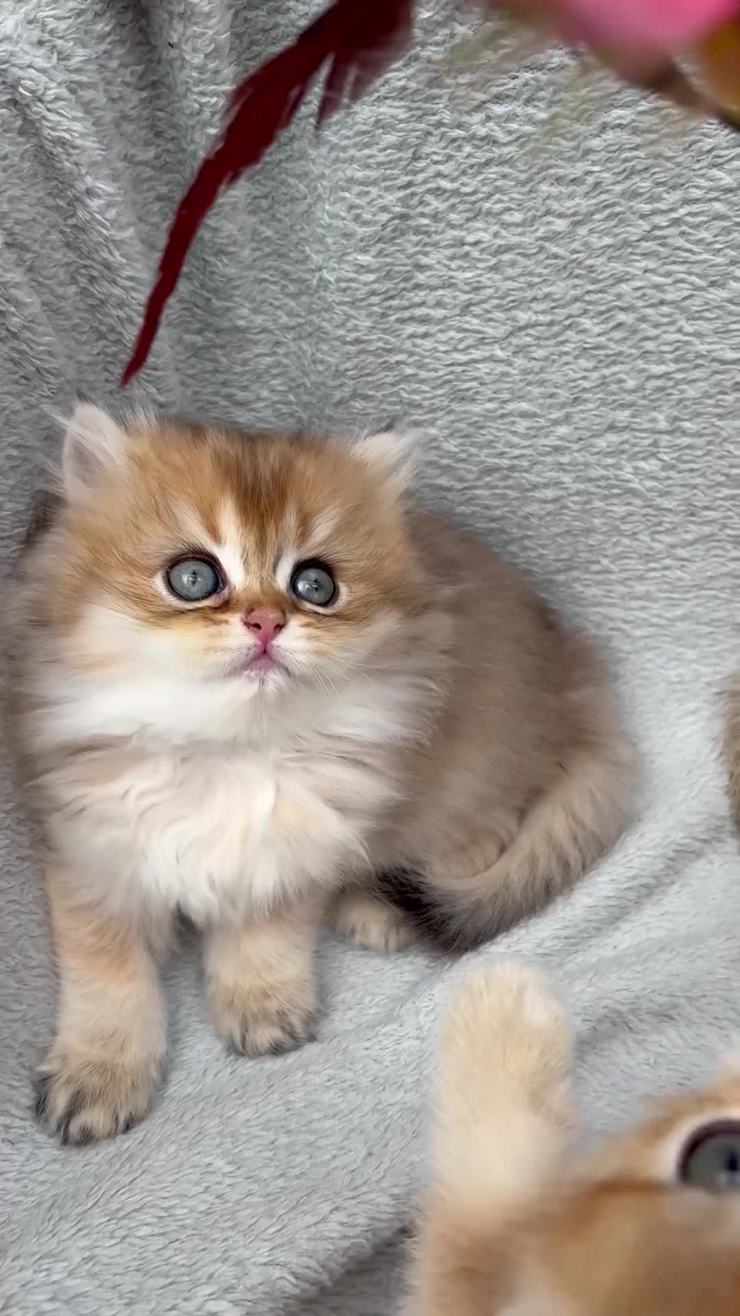 British Shorthair cats for sale: Pedigree chinchilla golden kittens ✨ NY12 - Video 2