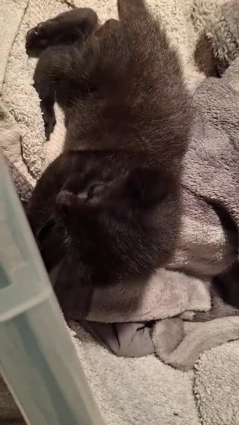 Mixed Breed cats for sale: Tabby kittens - Video 2