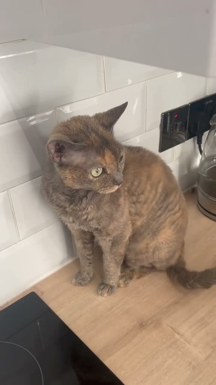 Devon Rex cats for sale: Devon Rex girl 6years old - Video 1