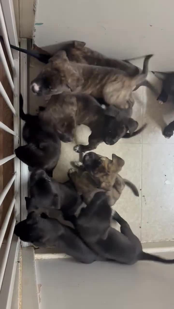 Mixed Breed dogs for sale: Cane Corso-Belgian Malanois cross American Bulldog - Video 1