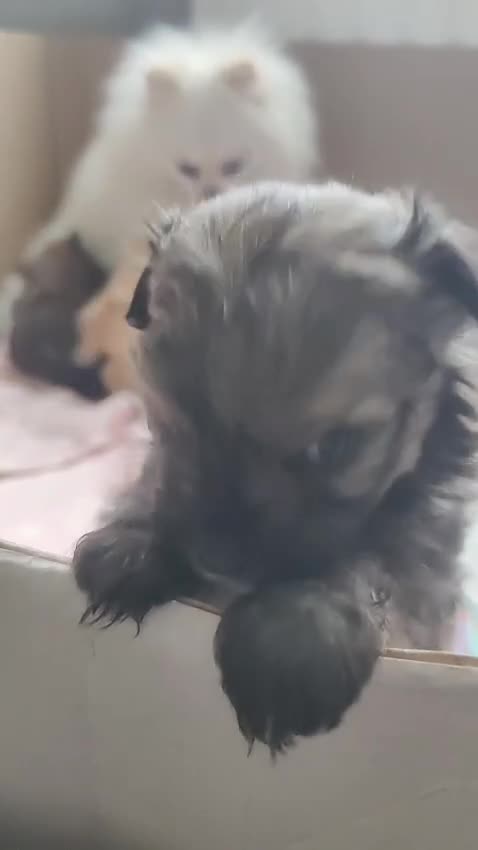Pomapoo dogs for sale: Pomapoo male - Video 1