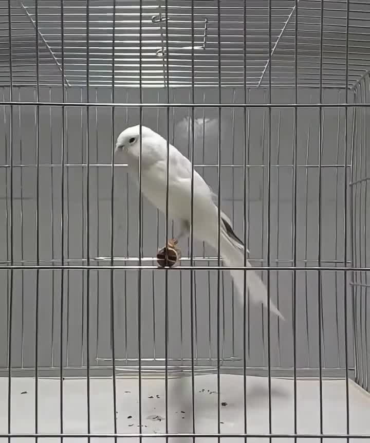 Canaries birds for sale: x2 Persian males canaryes 2026 - Video 1