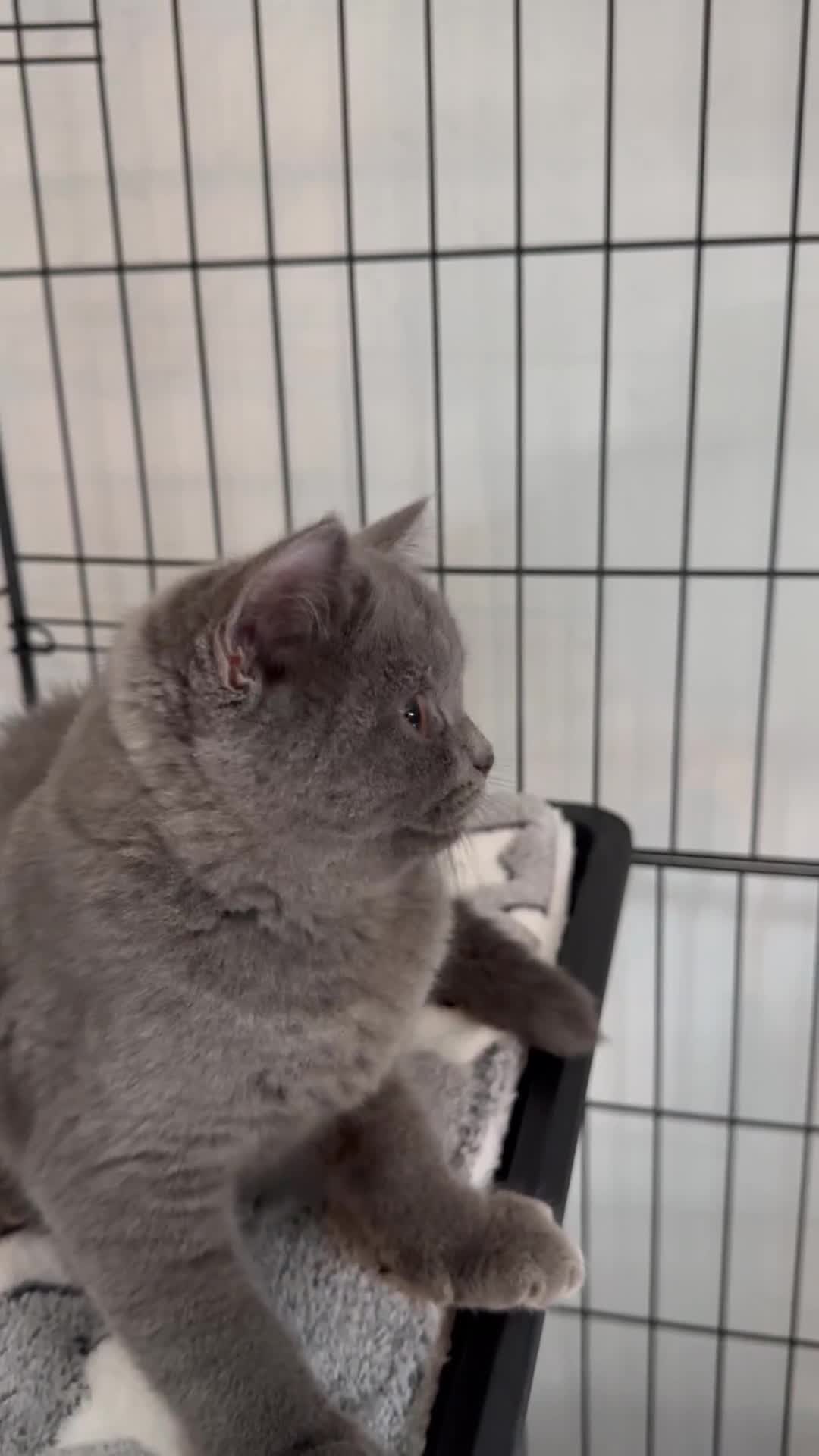 British Shorthair cats for sale: Britsh shorthair  - Video 2