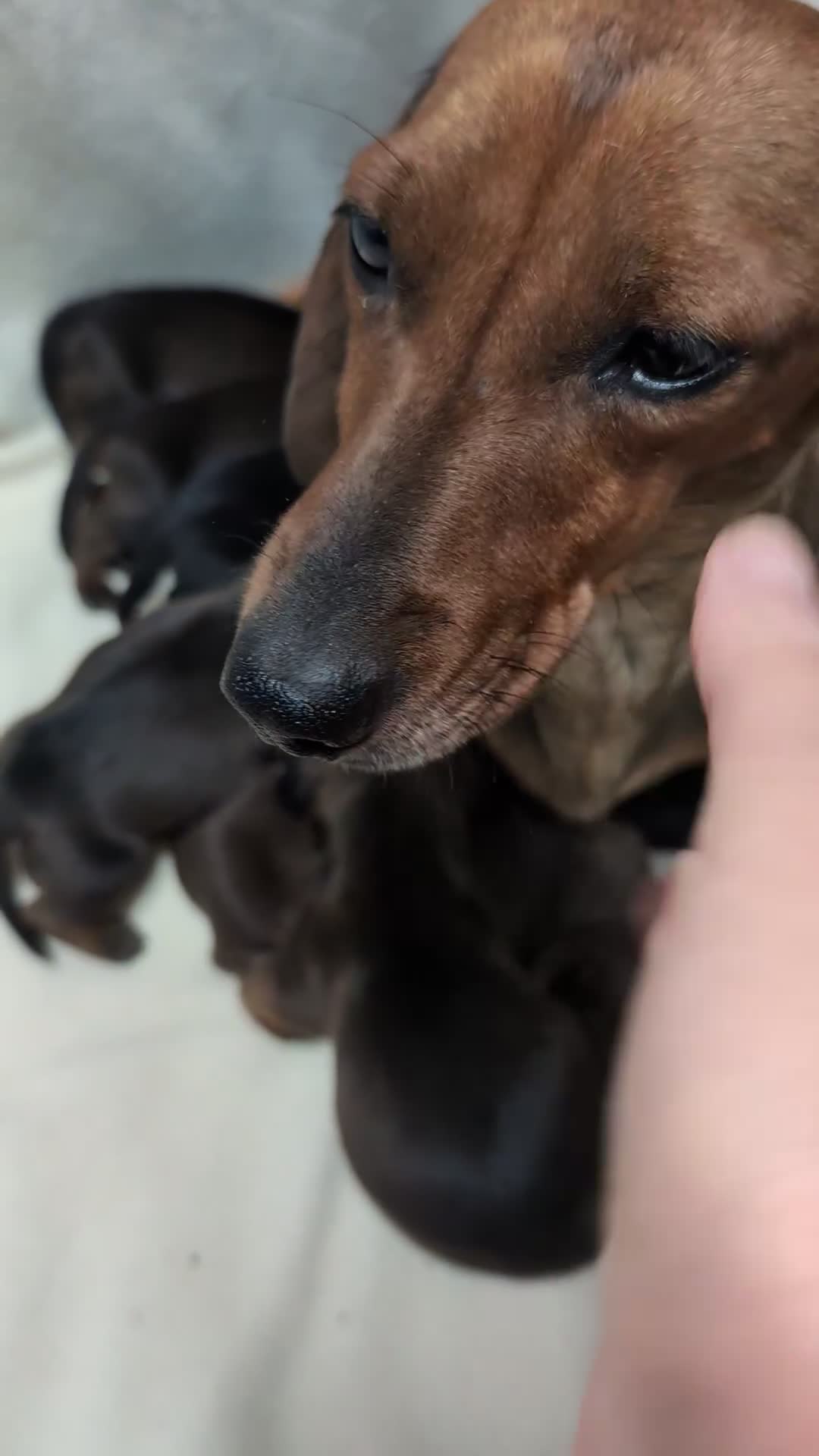 Miniature Dachshund dogs for sale: Quality KC / PRA Clear Minature Dachshund Puppies  - Video 1