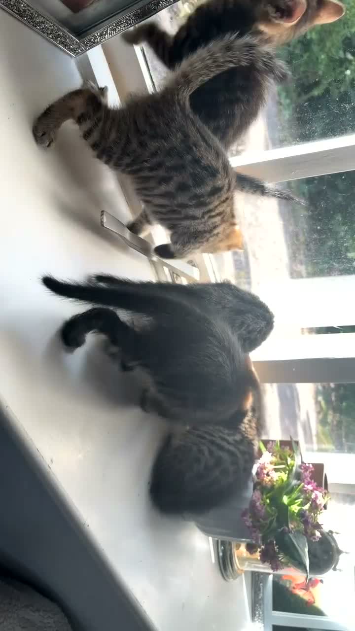 Savannah cats for sale: Savannah kittens  in Taunton - Video 2