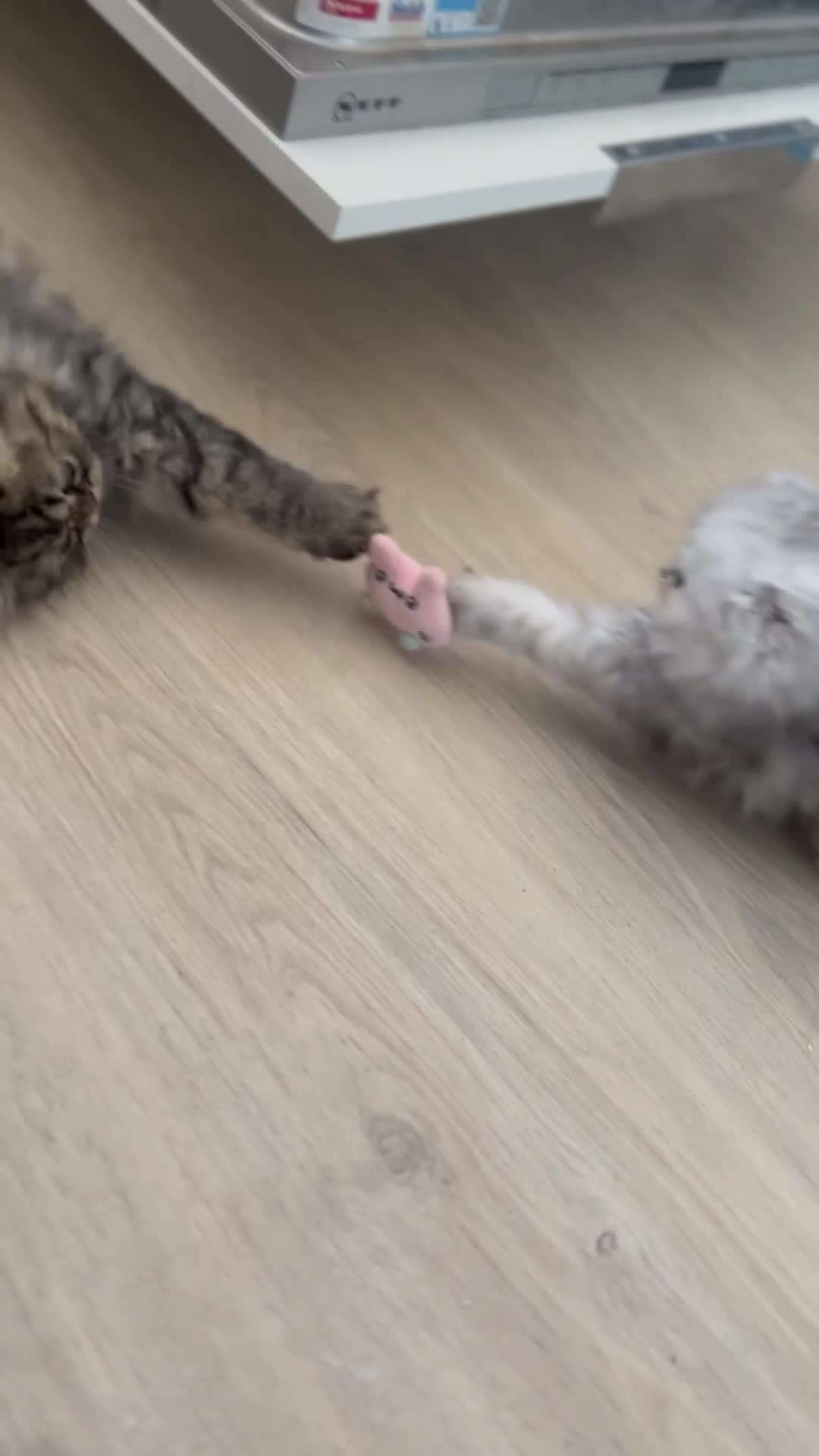 Persian cats for sale: 🎀4 BOYS LEFT!! 🎀Persian Chinchilla Kittens 💎 - Video 4