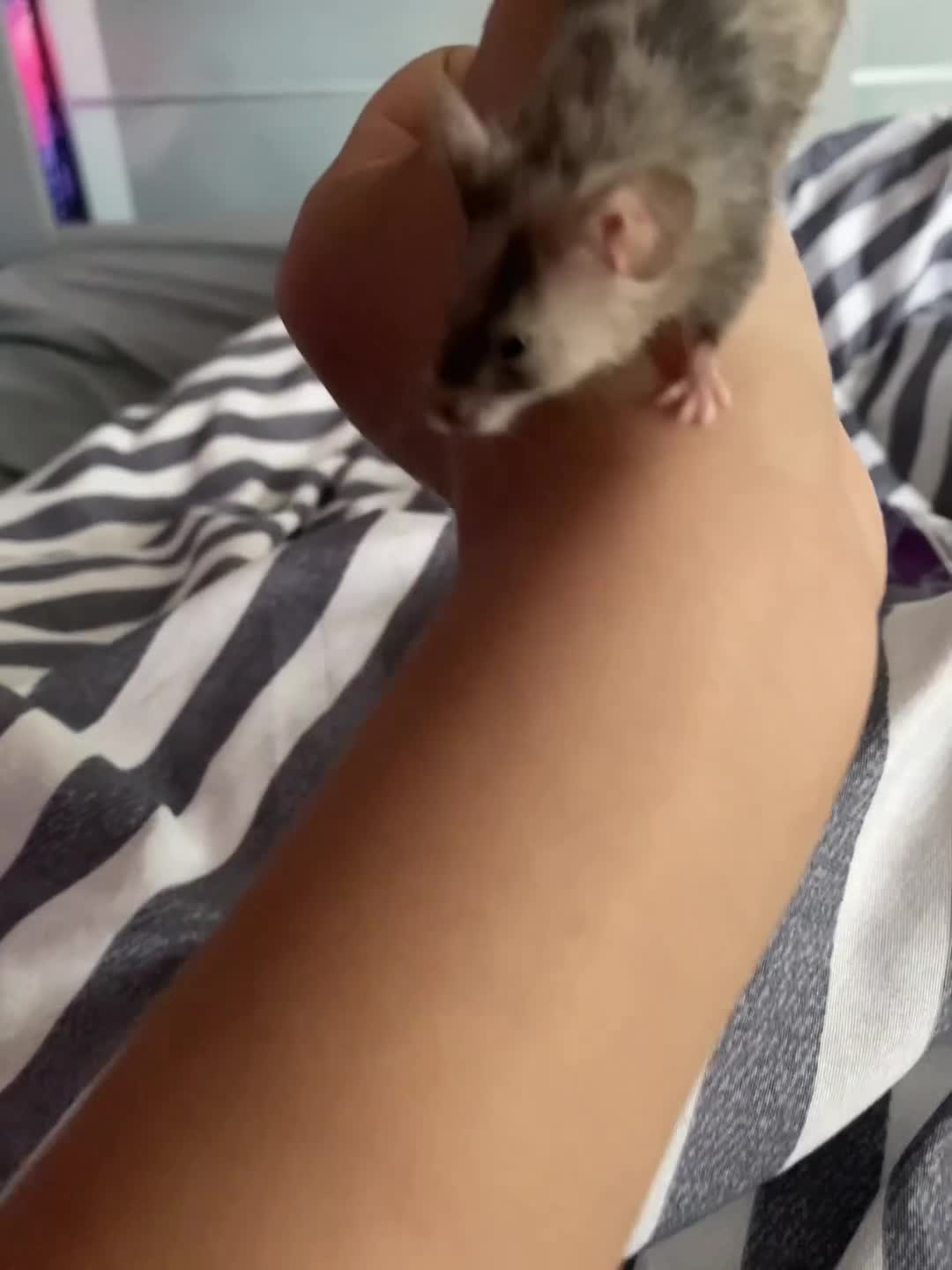 Mouse rodents for sale: 4 fancy mice only sold in twos  - Video 1