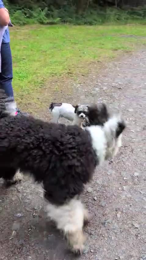 Sheepadoodle dogs for sale: Sheepadoodle puppies F1 - Video 1