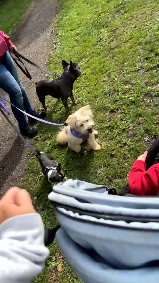 French Bulldog dogs for sale: Navy  - Video 2