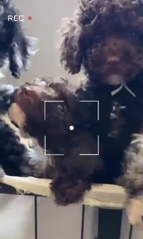 Cavapoo dogs for sale: Premium Quality Teddy Toy Cavapoos F1B - Video 1