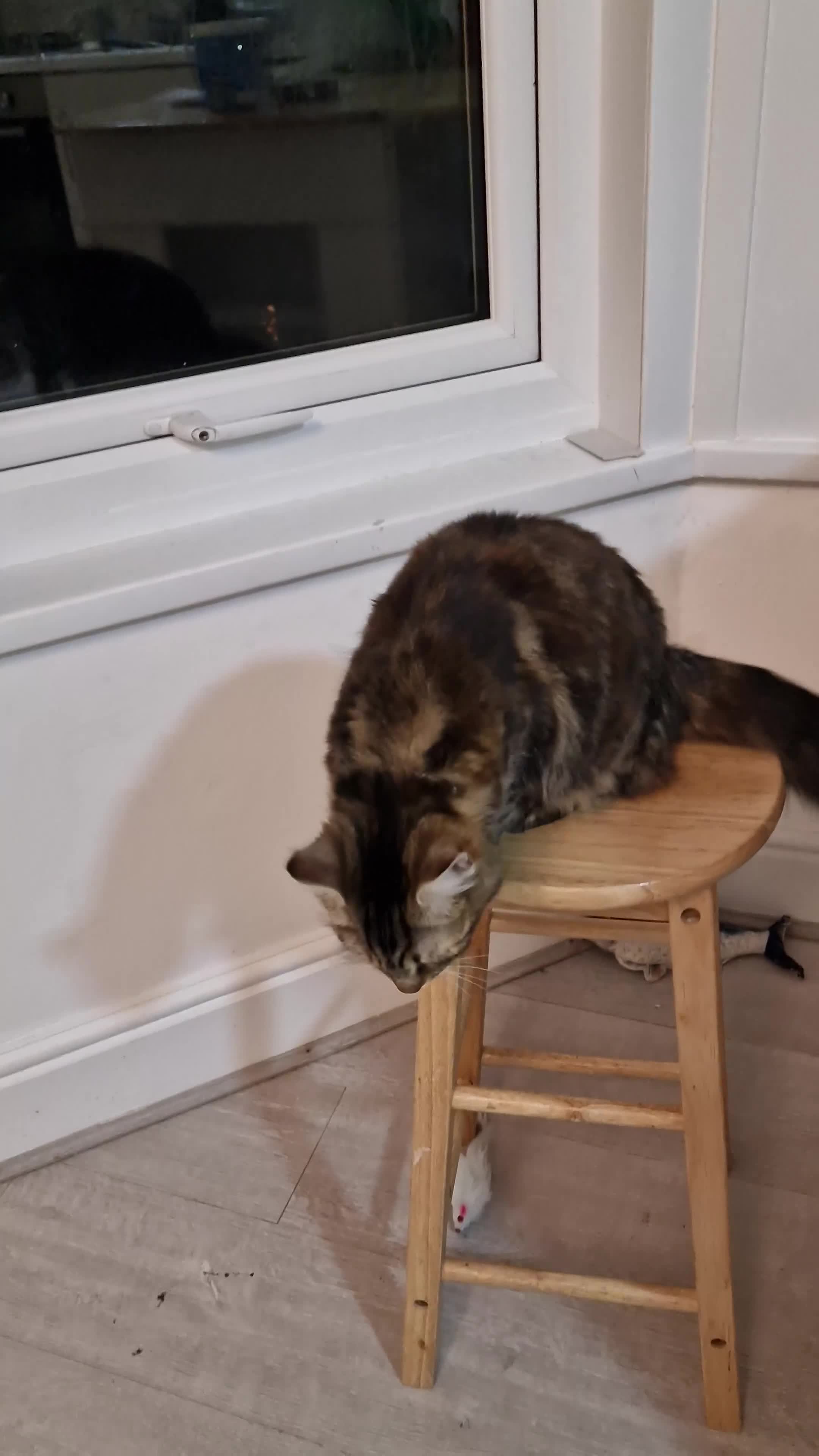 Maine Coon cats for sale: 2 Lovely Kittens Homed Together - Video 1