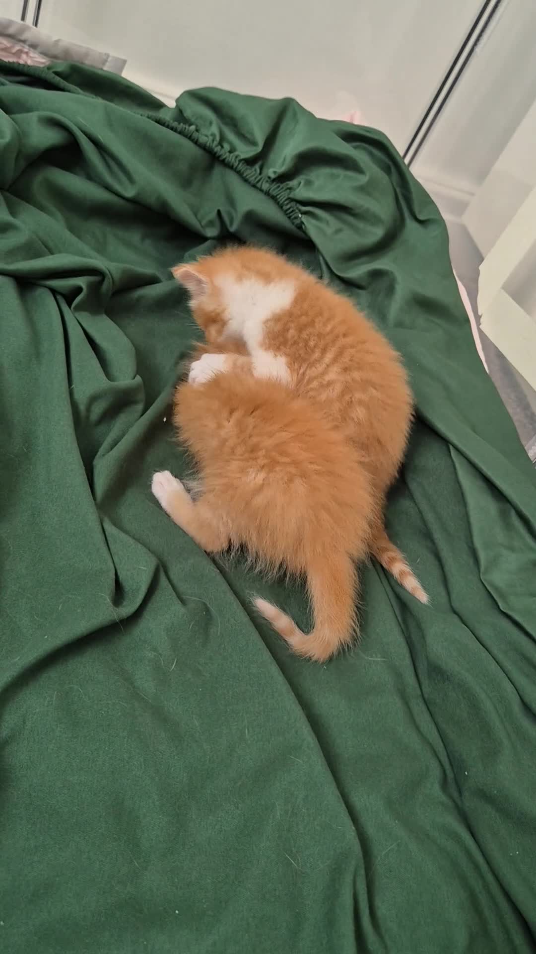 Mixed Breed cats for sale: Beautiful Playful Ginger & Tri-Colour Kittens 🐾 - Video 5
