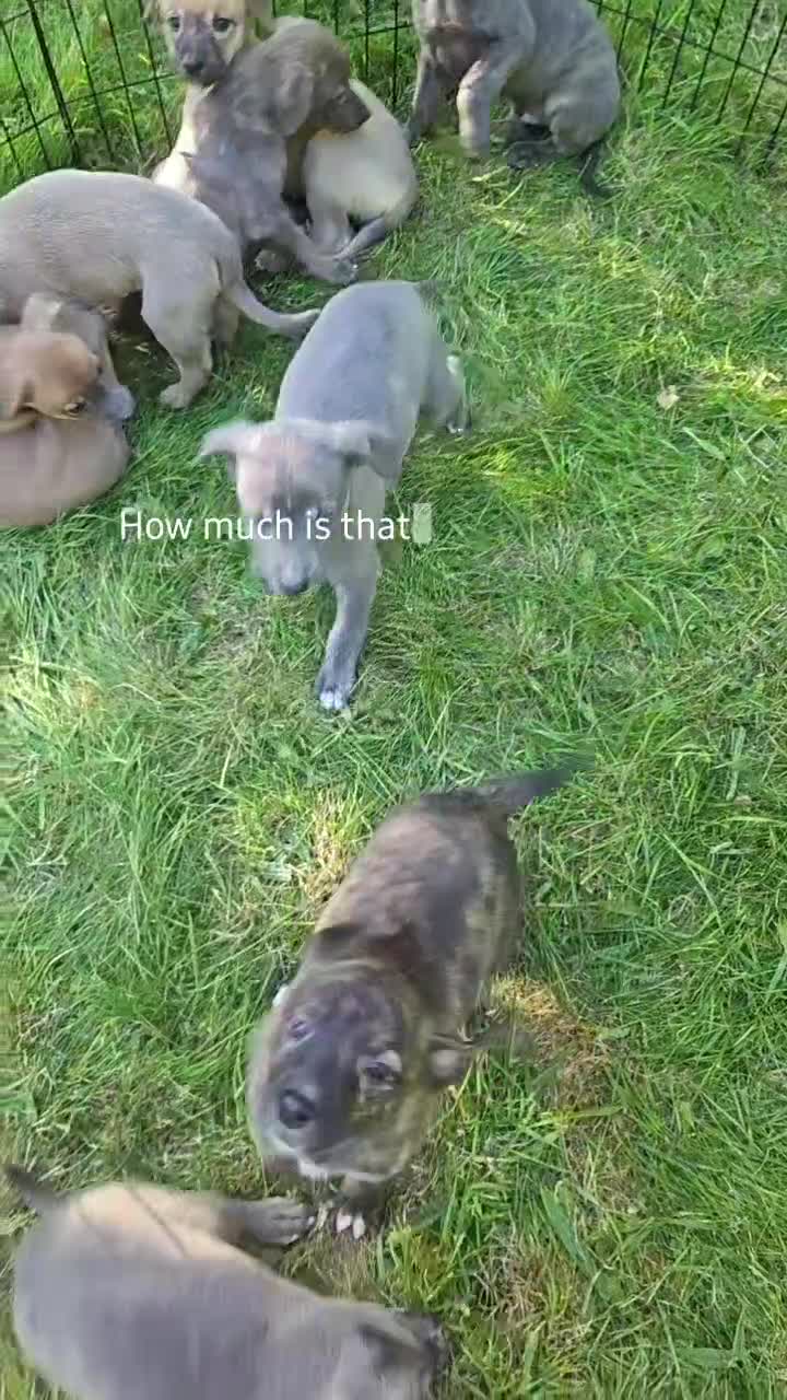 Lurcher dogs for sale: Both working an family lurcher pups - Video 1