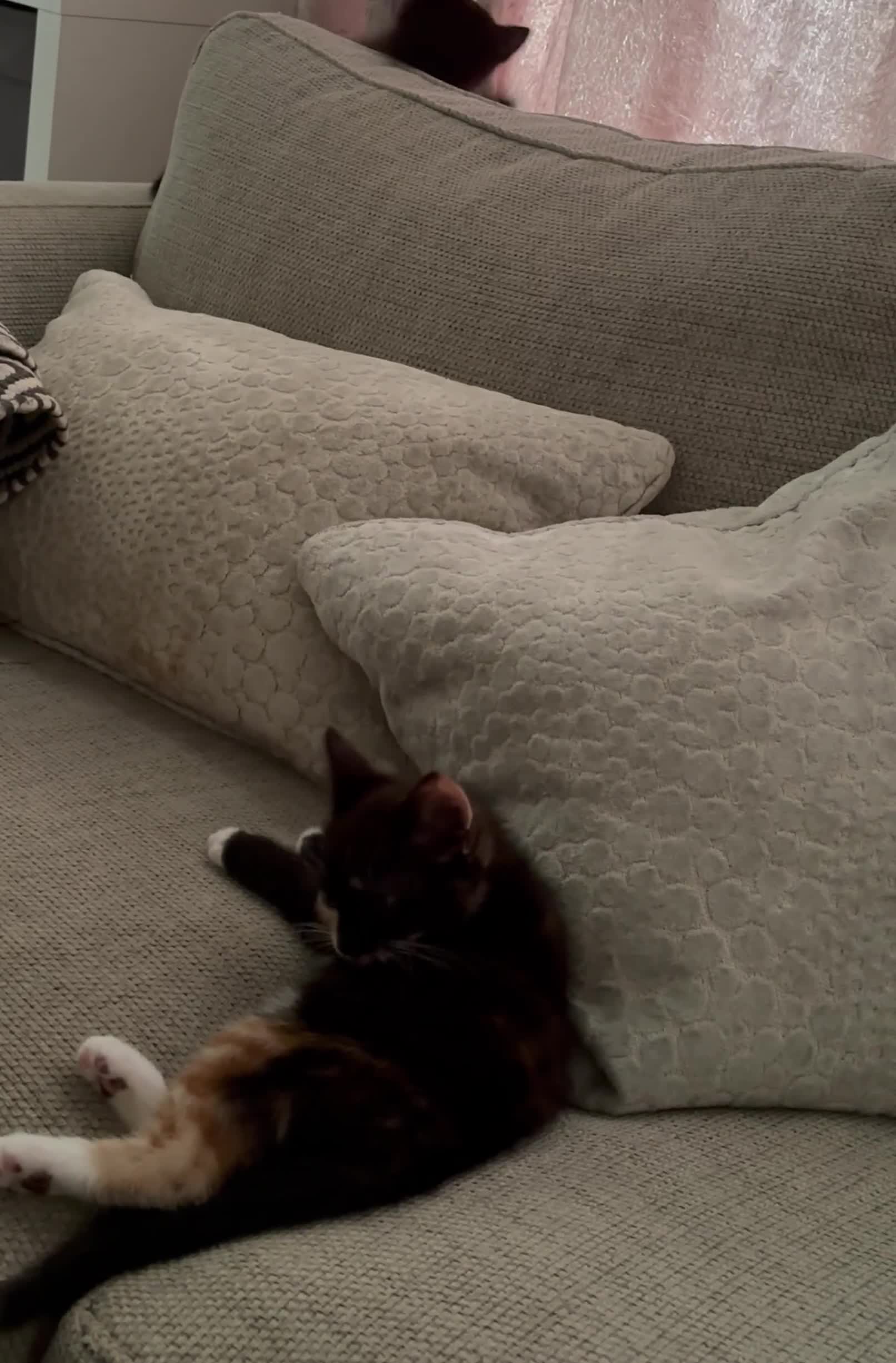 Mixed Breed cats for sale: Delightful mix-breed Siamese-black tabby-kittens - Video 3