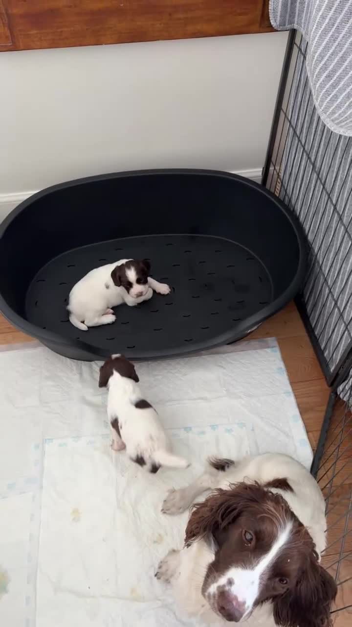 English Springer Spaniel dogs for sale: English springer spaniels liver and white  in Cupar - Video 2