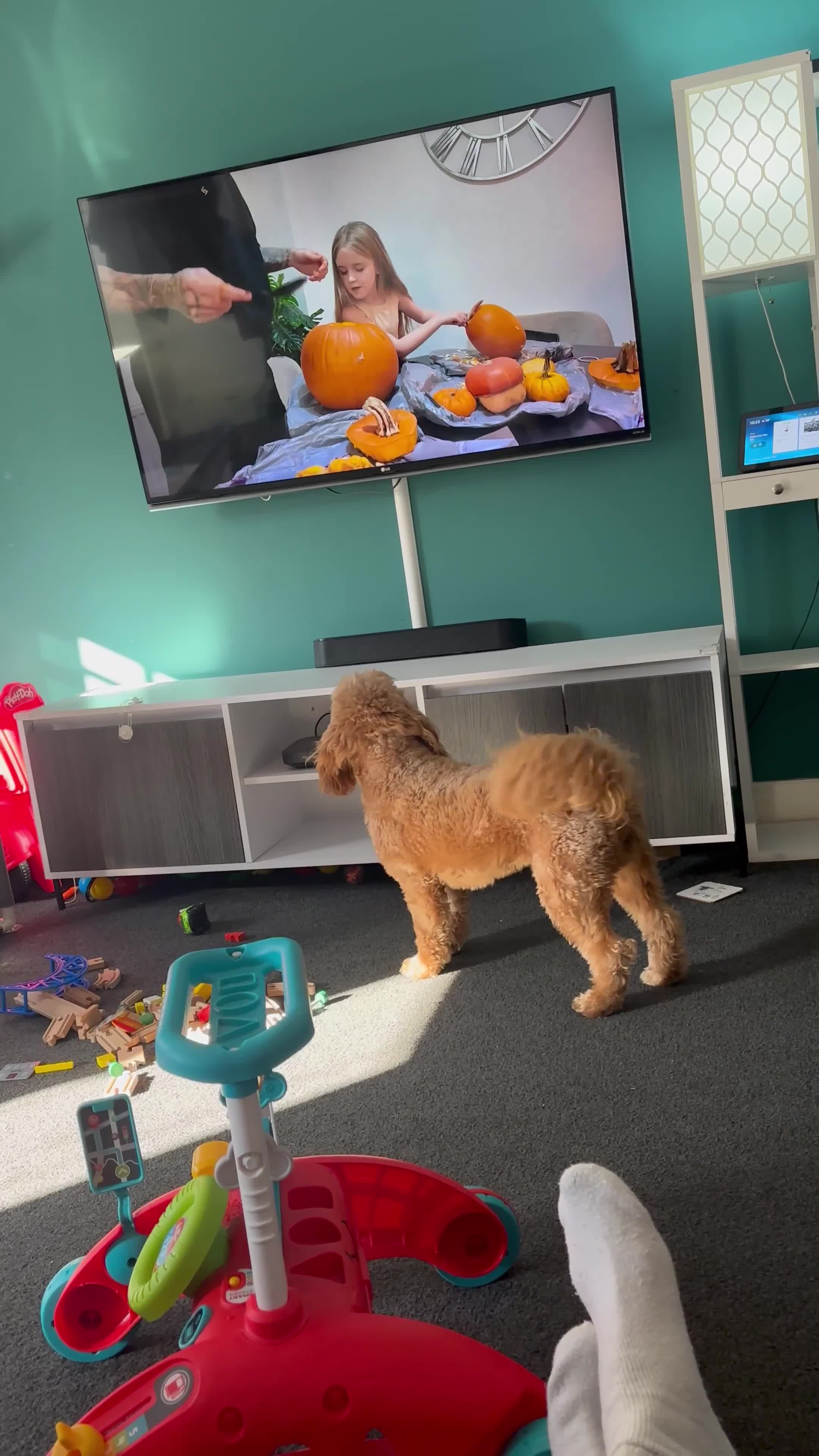 Cockapoo dogs for stud: Stud  in Lincoln - Video 1