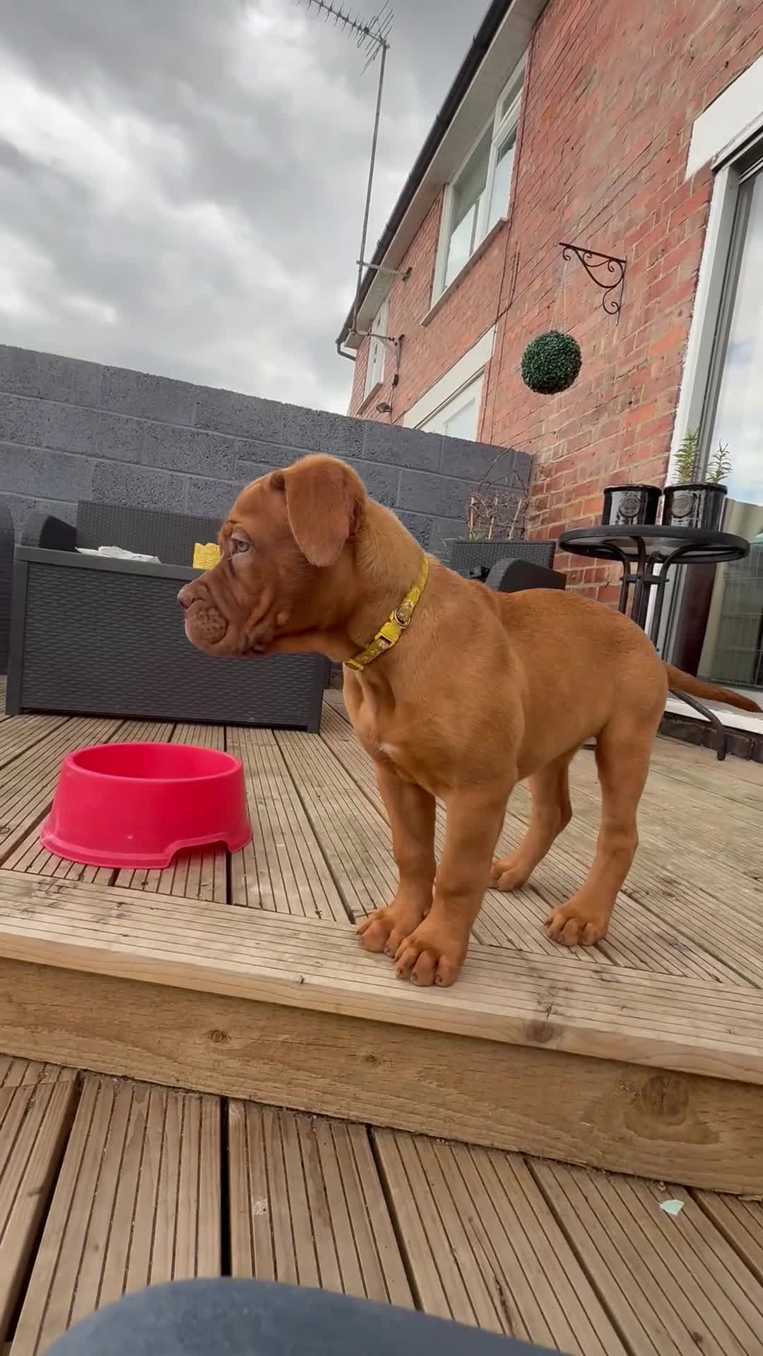 Dogue De Bordeaux dogs for sale: Beautiful litter of dogue de bordeauxs - Video 3