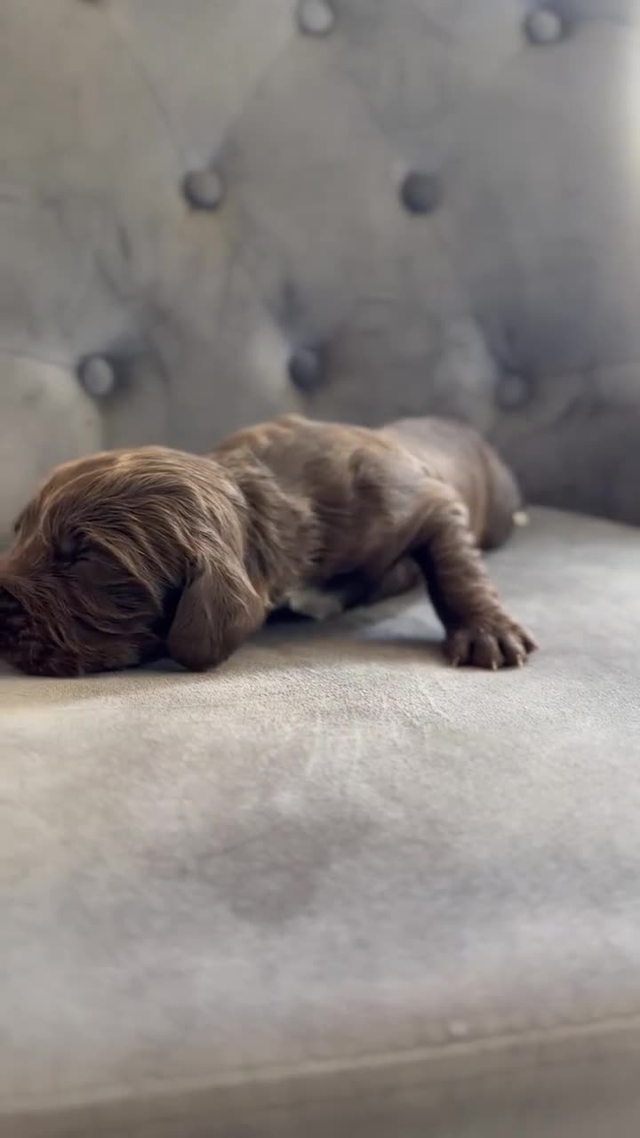Cocker Spaniel dogs for sale: cocker spaniel puppies  in Kettering - Video 5