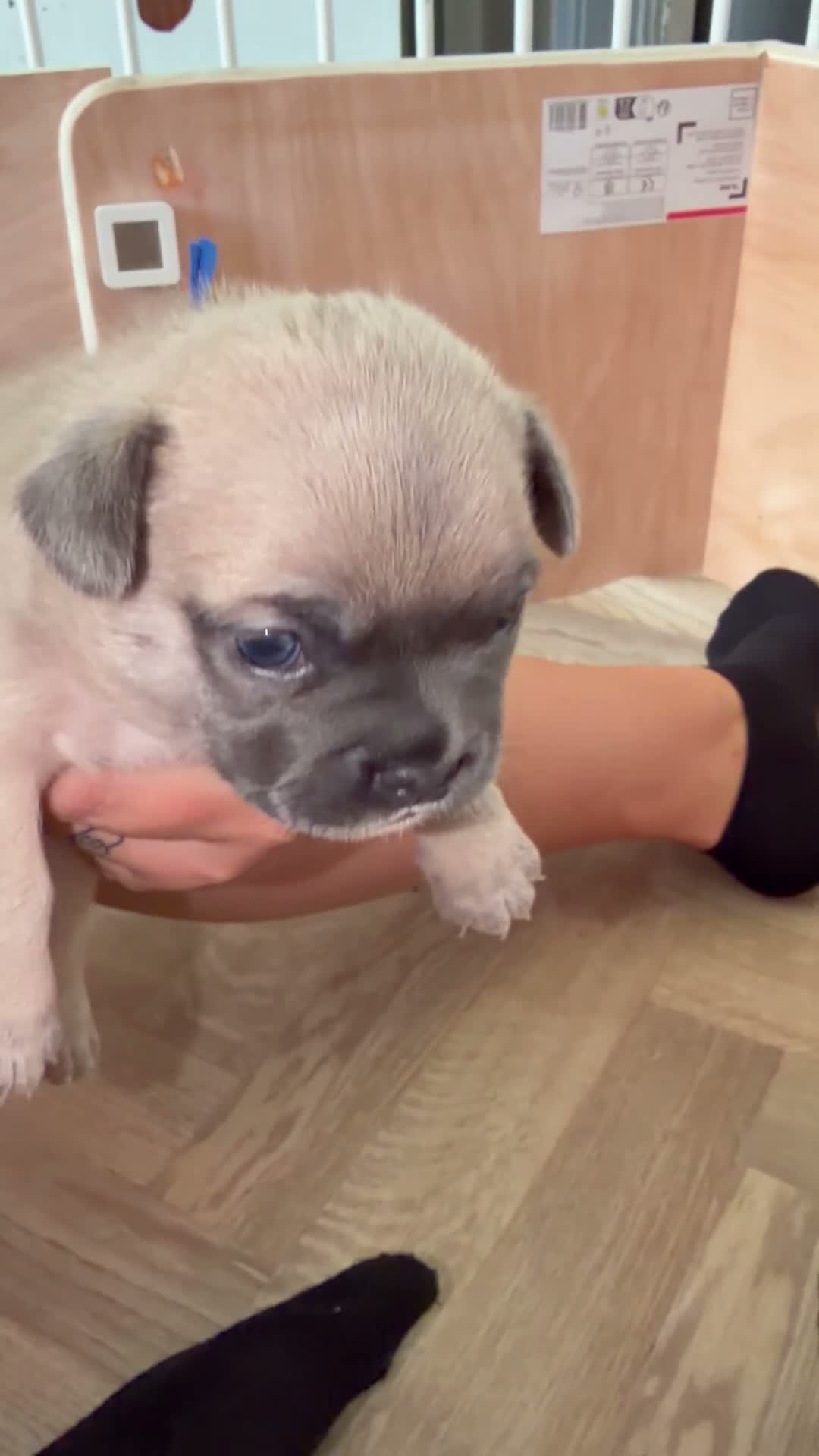 French Bulldog dogs for sale: 5 beautiful French bulldog puppies in Tamworth - Video 5