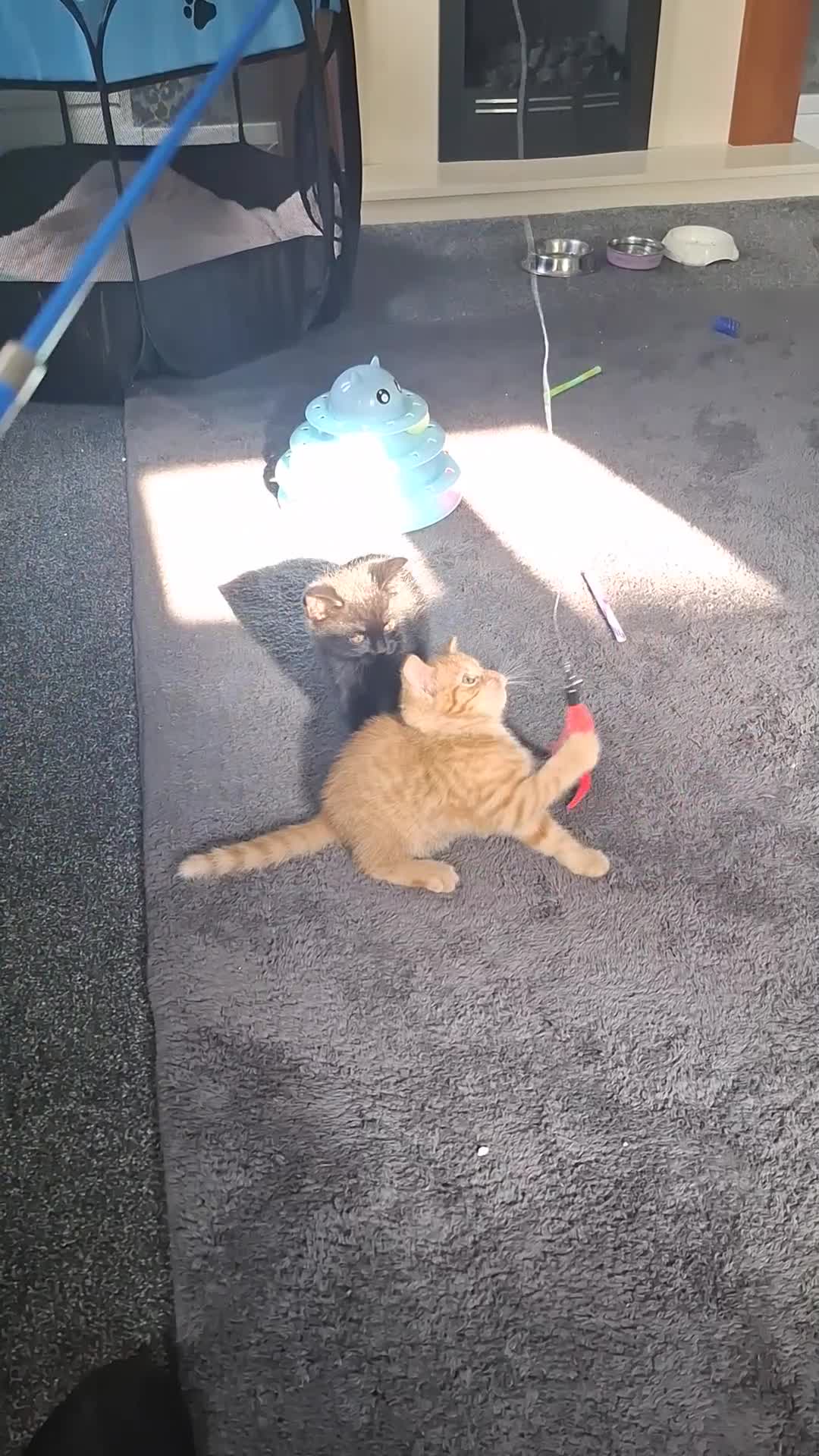 Mixed Breed cats for sale: 3 adorable male kittens  - Video 2