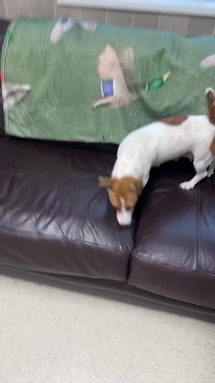 Jack Russell dogs for sale: 1 lovely jack russel girl💕READY TO LEAVE - Video 1