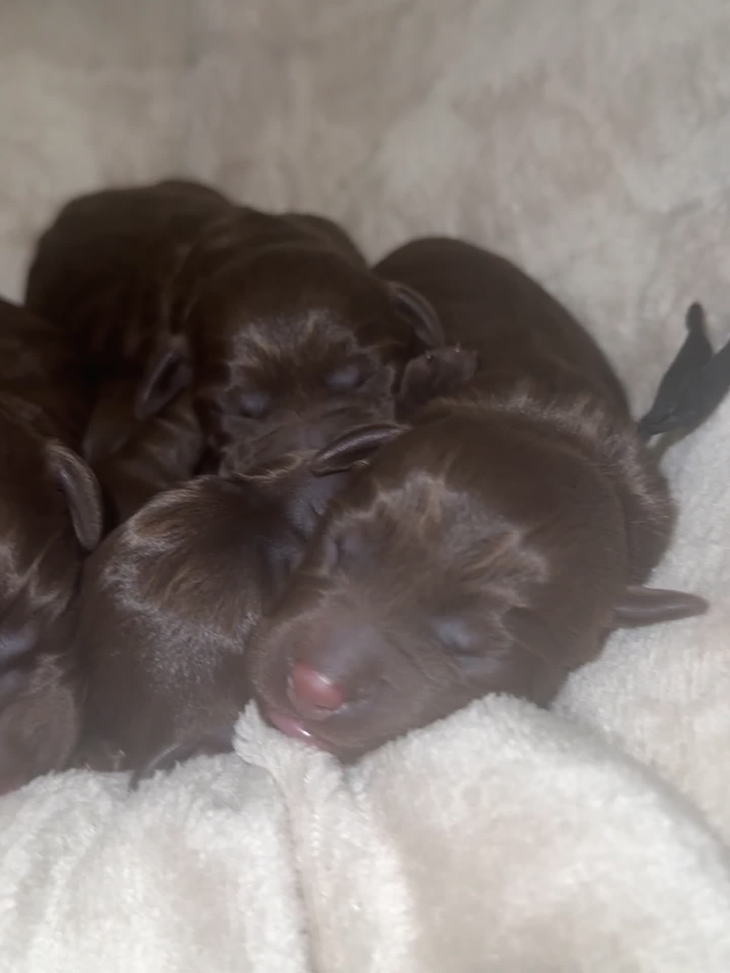 Labradoodle dogs for sale: The best selection of chocolates 😍 - Video 1